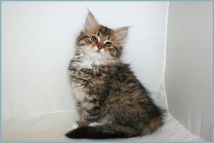 Female Siberian Kitten from Deedlebug Siberians